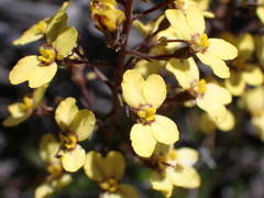 Stylidium diuroides