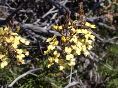 Stylidium diuroides