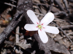 Drosera spilos