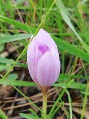 Crocus thomasii