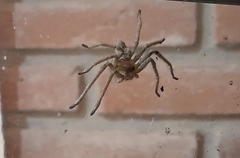 Polybetes trifoveatus