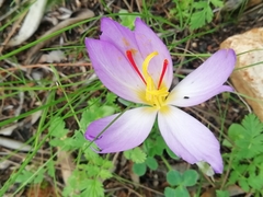 Crocus thomasii