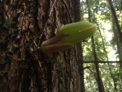 Passiflora contracta
