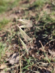 Bouteloua megapotamica
