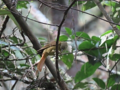 Anabacerthia striaticollis