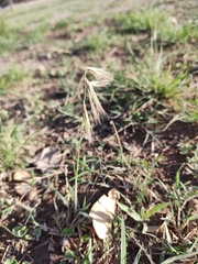 Bouteloua megapotamica