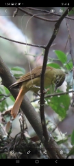 Anabacerthia striaticollis