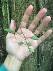 Passiflora contracta