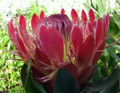 Protea compacta × susannae
