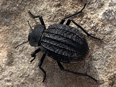 Philolithus sordidus