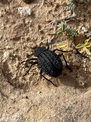 Philolithus sordidus