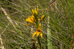 Chloraea gavilu