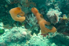 Polysyncraton