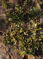 Parinari capensis capensis