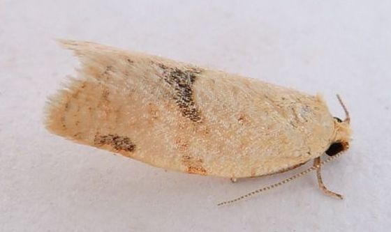 Argyrotaenia dorsalana