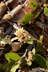 Parinari capensis capensis