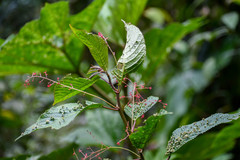 Acalypha platyphylla