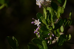 Ehretia rigida nervifolia