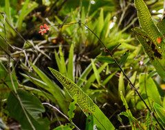 Epidendrum cochlidium