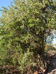Ehretia rigida nervifolia