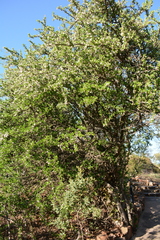 Ehretia rigida nervifolia
