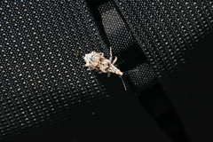 Agathinus tridens