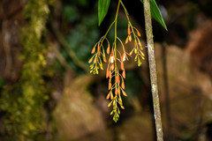 Epidendrum spathatum