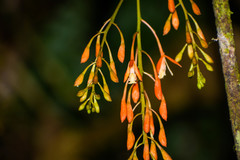 Epidendrum spathatum