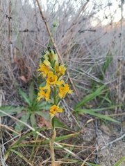 Chloraea gavilu