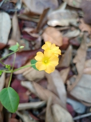 Oxalis suborbiculata