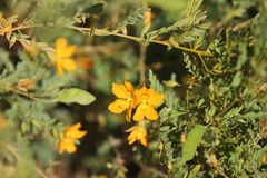 Petalostylis labicheoides