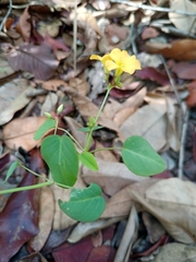 Oxalis suborbiculata