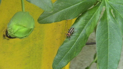 Eudiagogus episcopalis