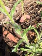 Brachyscome diversifolia