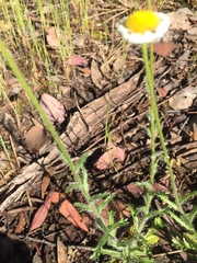 Brachyscome diversifolia