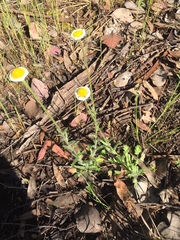 Brachyscome diversifolia