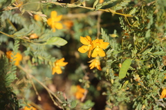 Petalostylis labicheoides