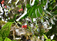 Epidendrum cochlidium