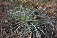 Puya ferruginea