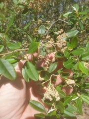 Spyridium globulosum