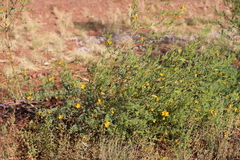 Petalostylis labicheoides