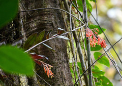 Epidendrum spathatum