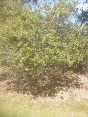 Spyridium globulosum