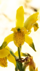 Chloraea lamellata