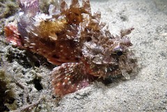 Raggy Scorpionfish photo 2