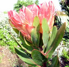 Protea compacta × susannae