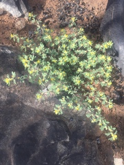 Acmispon brachycarpus