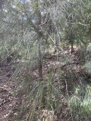 Allocasuarina torulosa