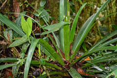 Guzmania xanthobractea