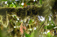 Epidendrum spathatum